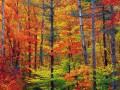 Bright fall foliage autumn in New Hampshire